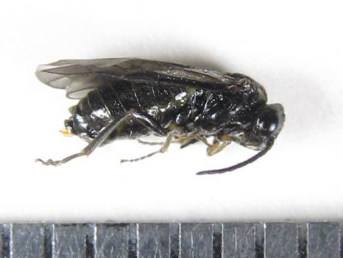 Réf. 227 017 : Monophadnoides rubi