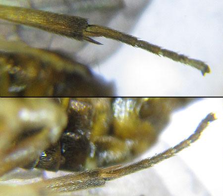 Réf. 227 995 : Pristiphora punctifrons