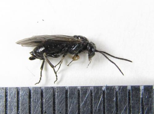 Claremontia tenuicornis