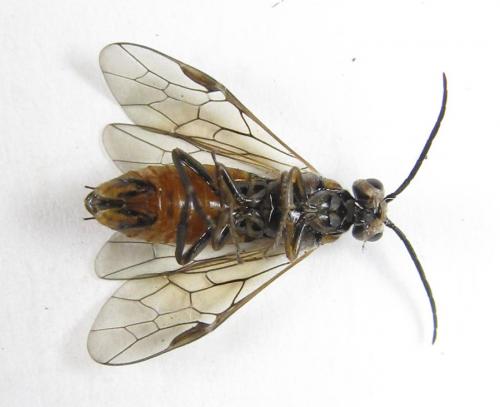 Euura histrio