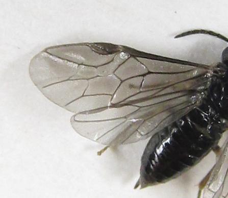 Blennocampa phyllocolpa