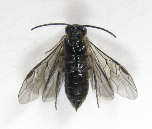 Réf. 227 018 : Monophadnoides rubi