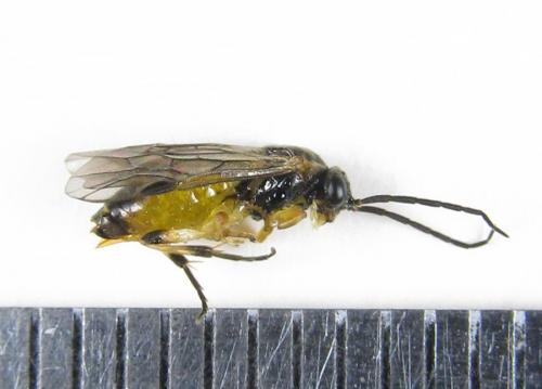 Réf. 227 887 : Pristiphora pallidiventris