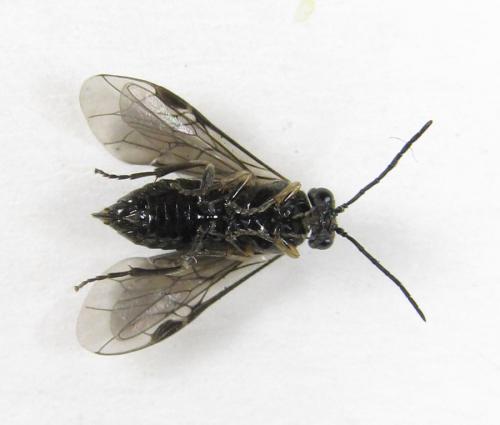 Claremontia tenuicornis