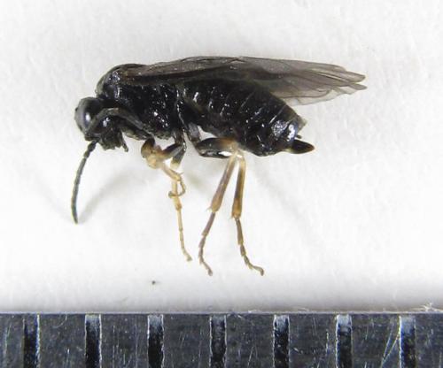 Blennocampa phyllocolpa
