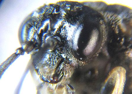 Claremontia tenuicornis