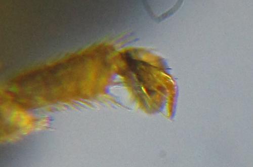 Blennocampa phyllocolpa
