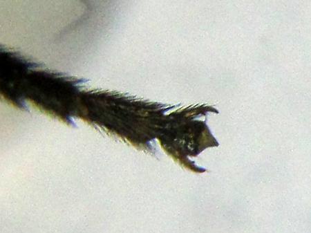 Réf. 227 888 : Pristiphora pallidiventris