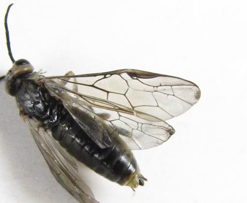Euura stenogaster