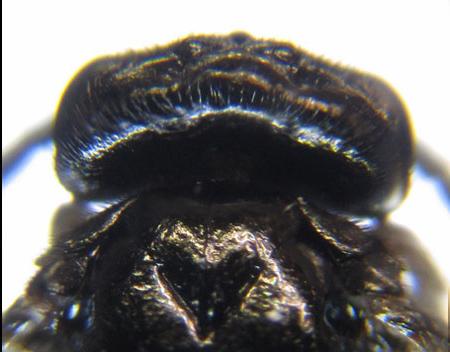 Monophadnoides rubi