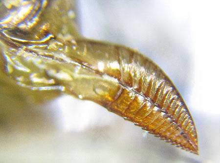 Euura stenogaster