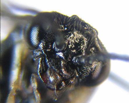 Réf. 227 353 : Blennocampa phyllocolpa