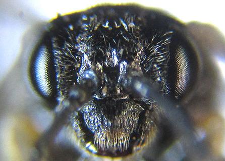 Claremontia tenuicornis