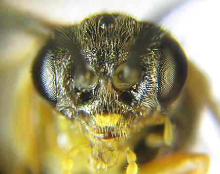 Réf. 227 889 : Pristiphora pallidiventris