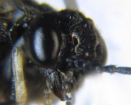 Blennocampa phyllocolpa
