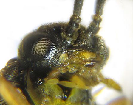 Réf. 227 890 : Pristiphora pallidiventris