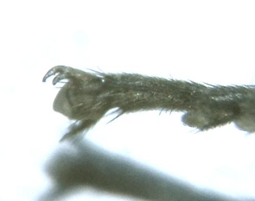Euura histrio