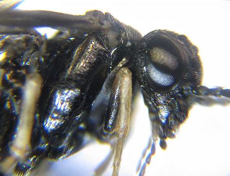 Réf. 227 357 : Blennocampa phyllocolpa