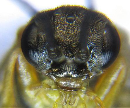 Réf. 227 891 : Pristiphora pallidiventris