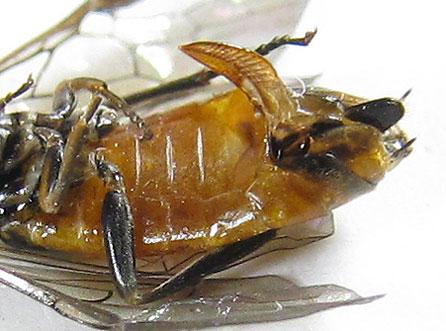 Euura histrio