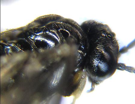 Blennocampa phyllocolpa