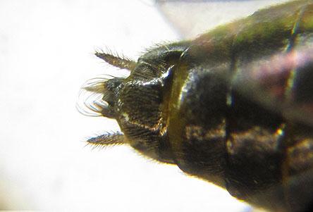 Réf. 227 892 : Pristiphora pallidiventris