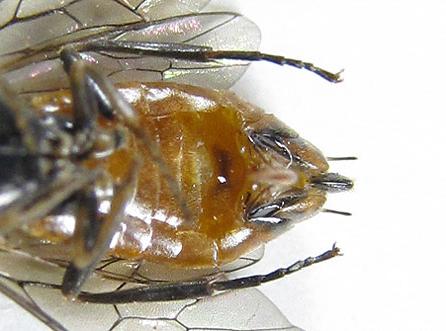 Euura histrio