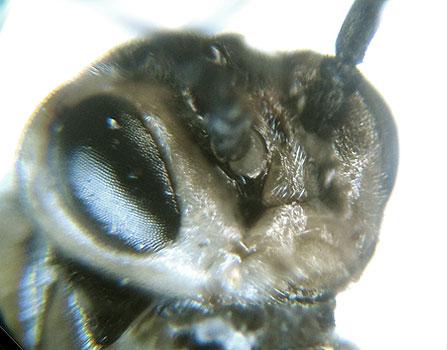 Euura stenogaster
