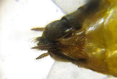 Réf. 227 893 : Pristiphora pallidiventris