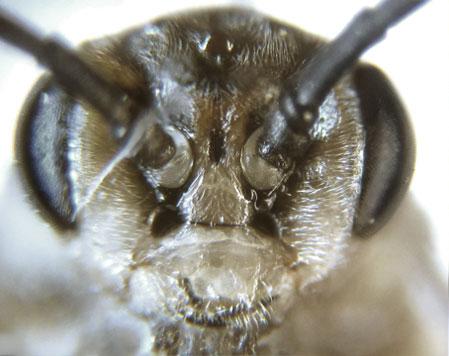 Euura stenogaster