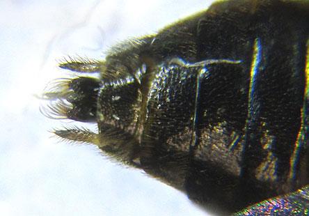 Réf. 227 894 : Pristiphora pallidiventris
