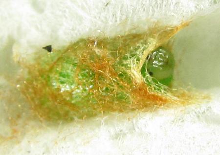 Réf. 227 978 : Pristiphora punctifrons
