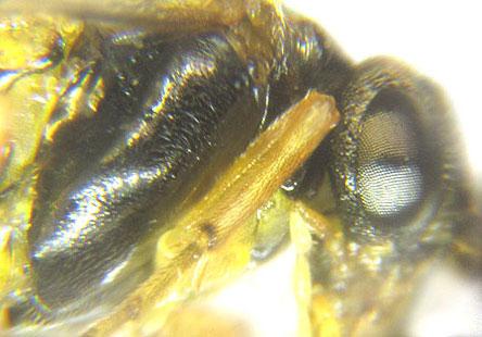 Réf. 227 895 : Pristiphora pallidiventris