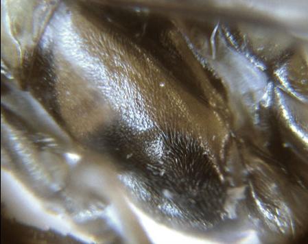 Euura stenogaster
