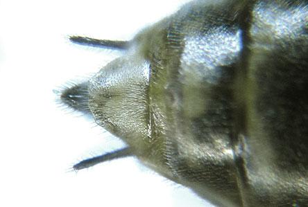Réf. 227 677 : Euura stenogaster