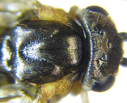 Réf. 227 896 : Pristiphora pallidiventris