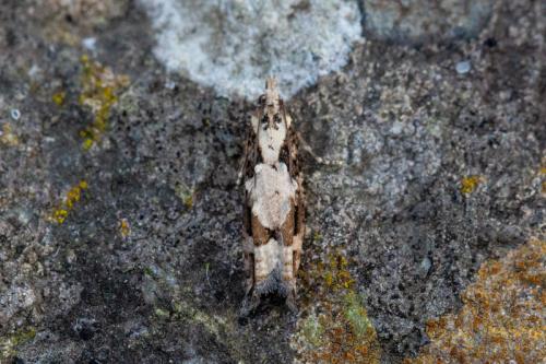Acroclita sonchana