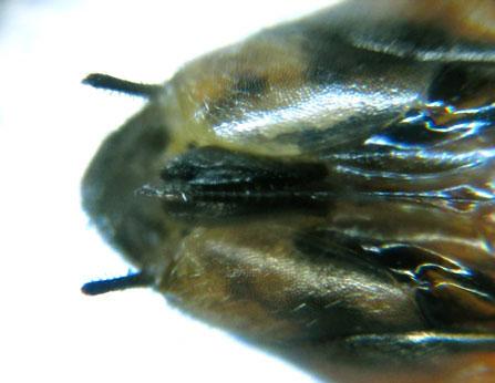 Euura histrio