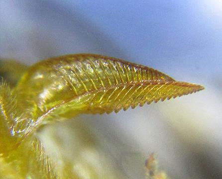 Réf. 227 897 : Pristiphora pallidiventris