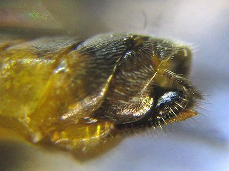 Réf. 227 899 : Pristiphora pallidiventris