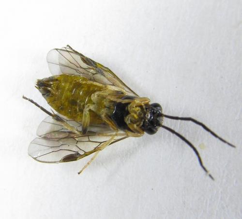 Réf. 227 900 : Pristiphora pallidiventris