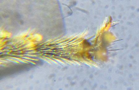Réf. 227 901 : Pristiphora pallidiventris