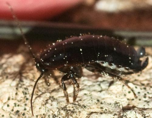 Loboptera sp.