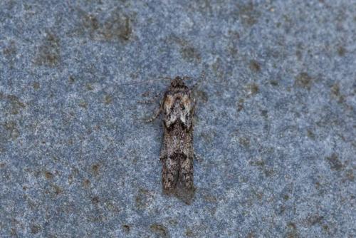 Blastobasis sp.