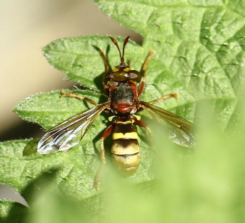 Conops vesicularis