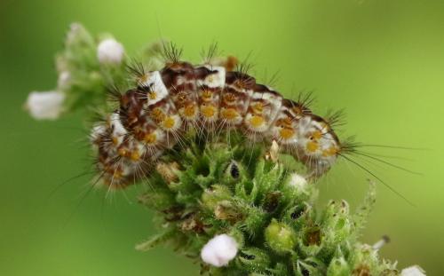 Réf. 227 204 : Nola chlamitulalis