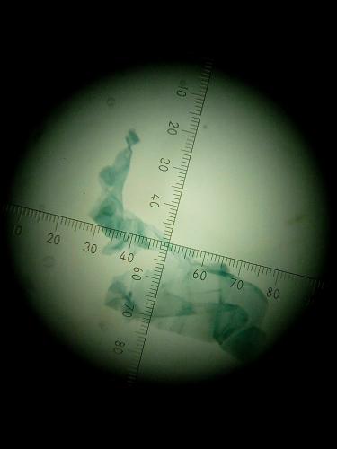 Monopis sp.