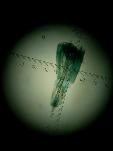 Monopis sp.