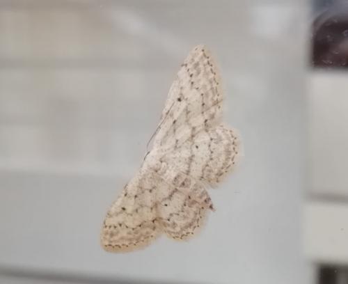 Idaea seriata