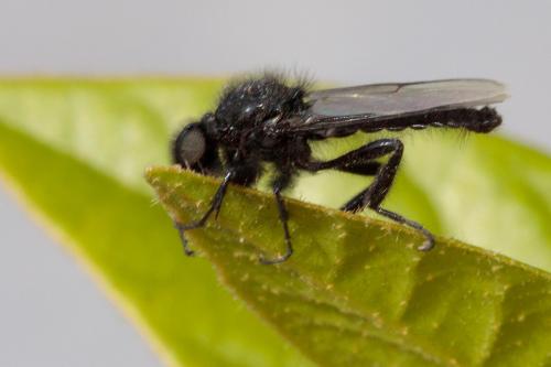Bibio marci